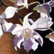 Hines Orchid w/c.jpg